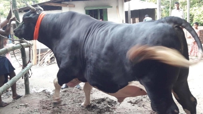 বাংলার বস: ৩০ লাখ দাম উঠেও বিক্রি ১০ লাখে