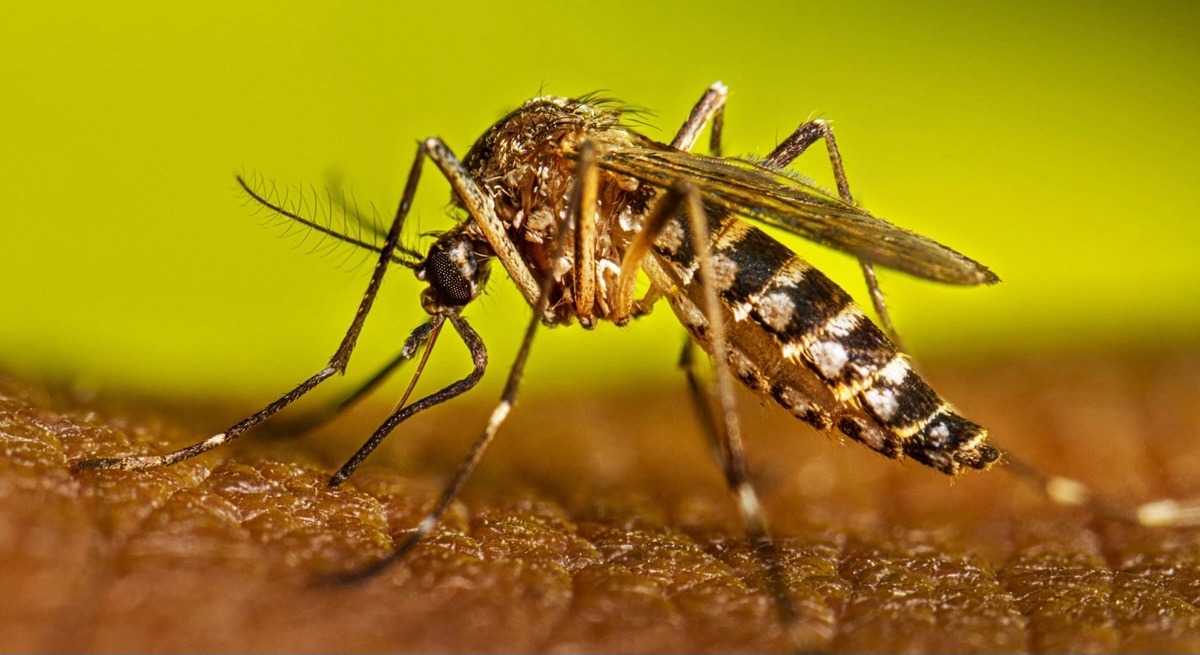 ডেঙ্গুতে ৩ জনের মৃত্যু, হাসপাতালে ৮৫৭