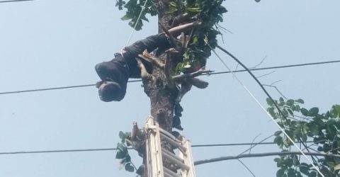 বিদ্যুৎস্পৃষ্ঠে মরে গাছেই ঝুঁলে ছিল মরদেহ, নামালো ফায়ার সার্ভিস