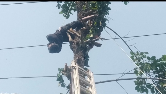বিদ্যুৎস্পৃষ্ঠে মরে গাছেই ঝুঁলে ছিল মরদেহ, নামালো ফায়ার সার্ভিস