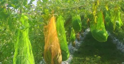 ইউটিউব দেখে অসময়ে তরমুজ চাষ করে সফল দিপু