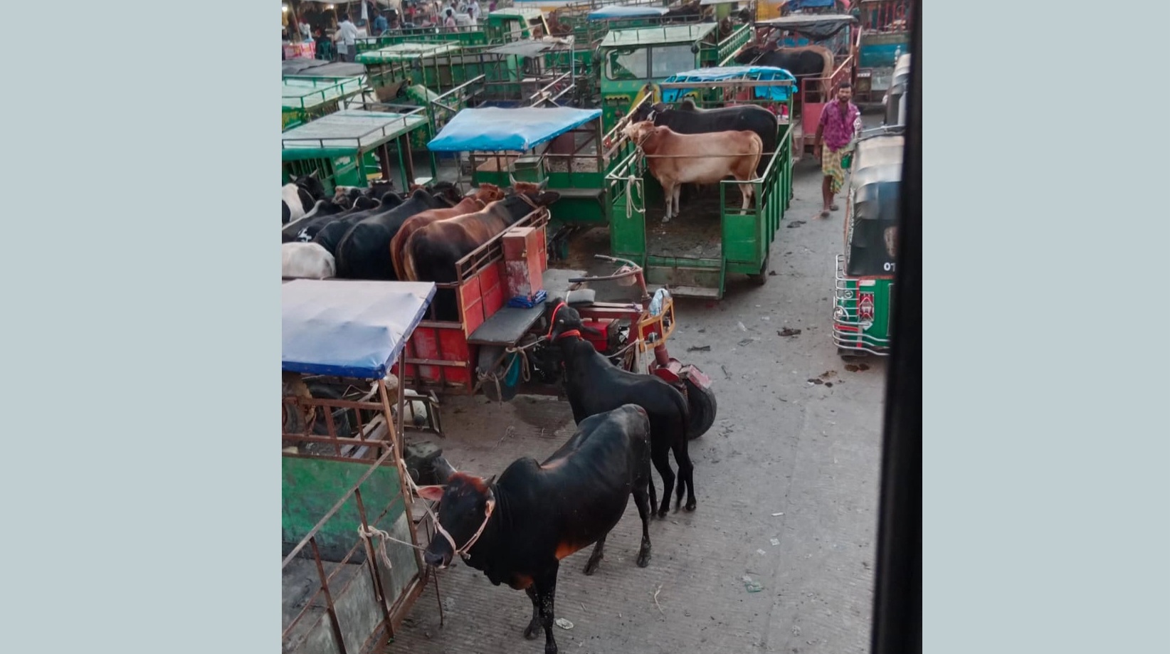মহাসড়কের জায়গা দখল করে তিন গরুর বাজার, যানজটে ভোগান্তি-দুর্ঘটনা